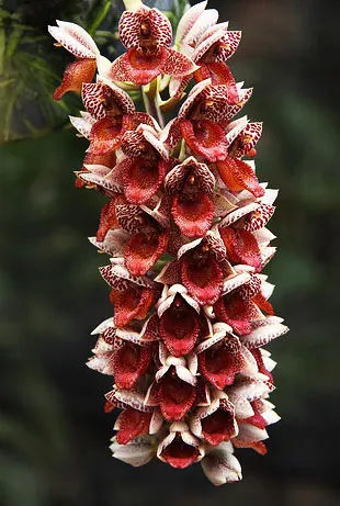 Catasetum denticulatum