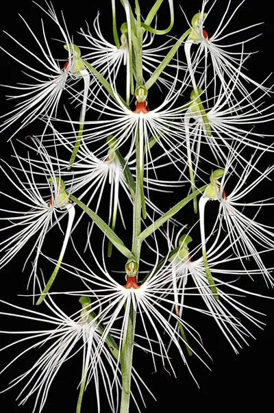 Habenaria medusa