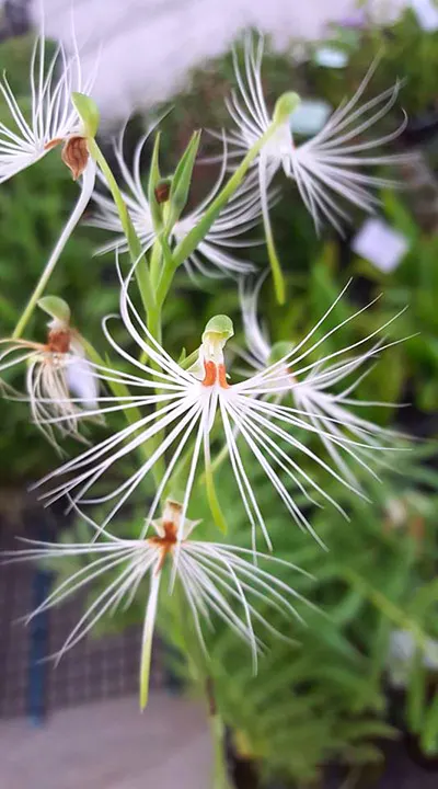 Habenaria medusa