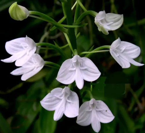 Habenaria lindleyana