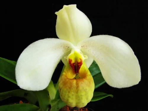 Paphiopedilum concolor x emersonii