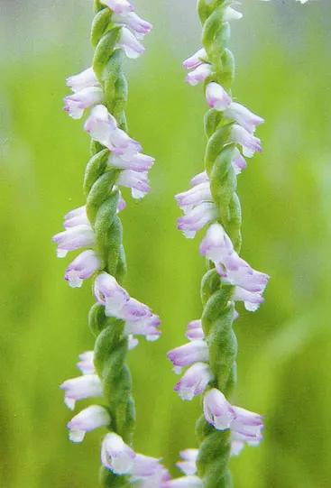 Spiranthes sinensis alba