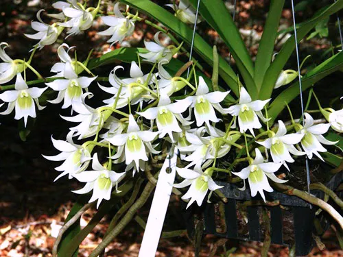 Sobennikoffia humbertiana