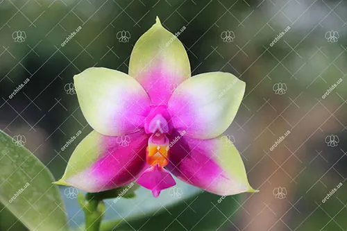 Phalaenopsis Samera x bellina