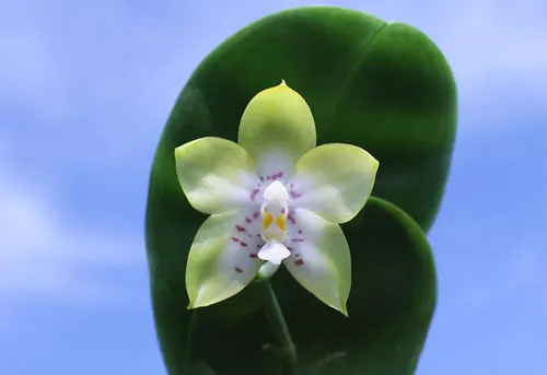 Phalaenopsis Nobby's Green Eagle x (Chang Mow Jade x Yungho Gelb Canary)
