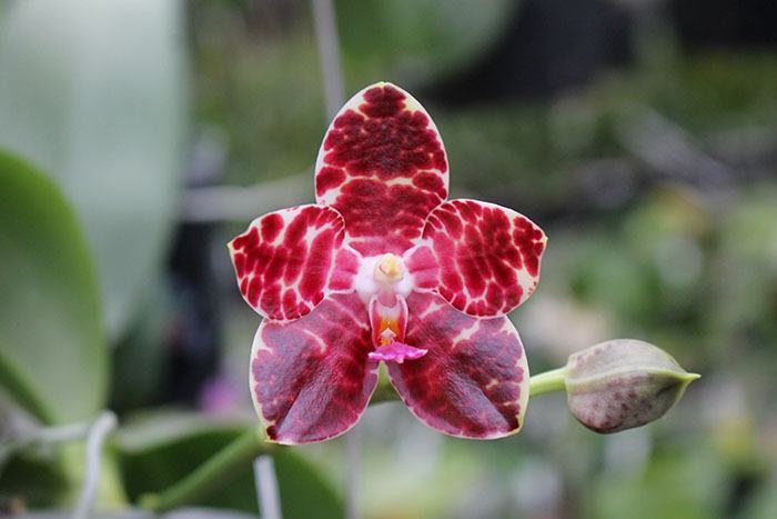 Phalaenopsis Jong's Gigan Cherry x gigantea