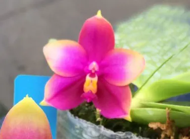 Phalaenopsis Zheng Min Muscadine x (Ld's Bear Queen x DTE)