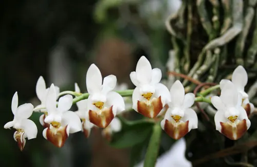 Phalaenopsis lobbii