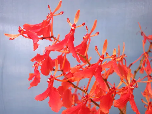Renanthera imschootiana