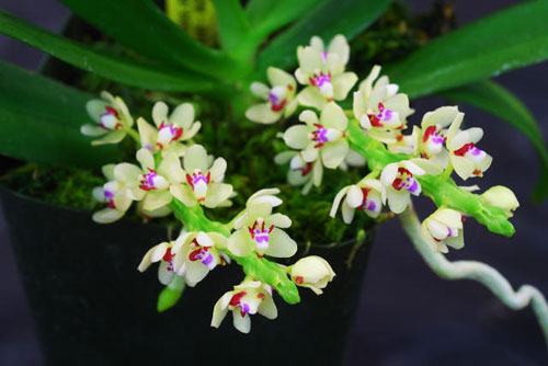 Tuberolabium kotoense