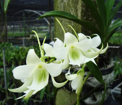 Sobennikoffia robusta