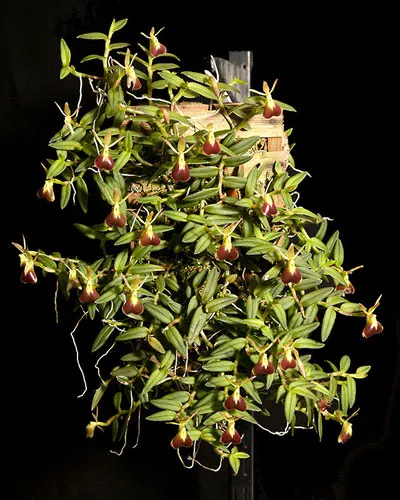 Epidendrum porpax