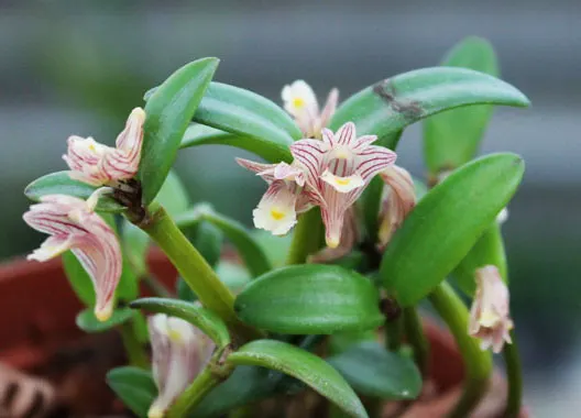 Dendrobium quadrangulare