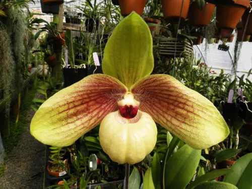 Paphiopedilum Shun-Fa Golden (hangianum x malipoense)