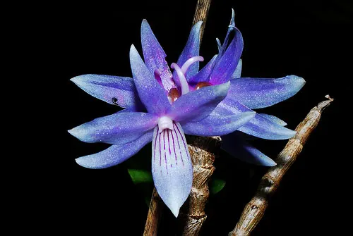 Dendrobium gonzalesii