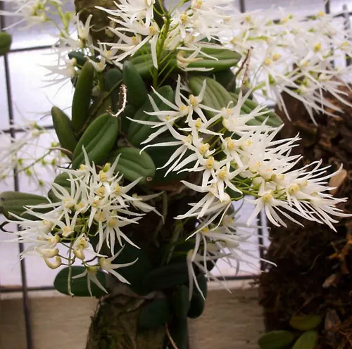 Dendrobium linguiforme