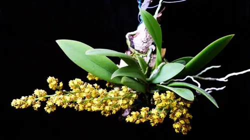 Oncidium pumilum