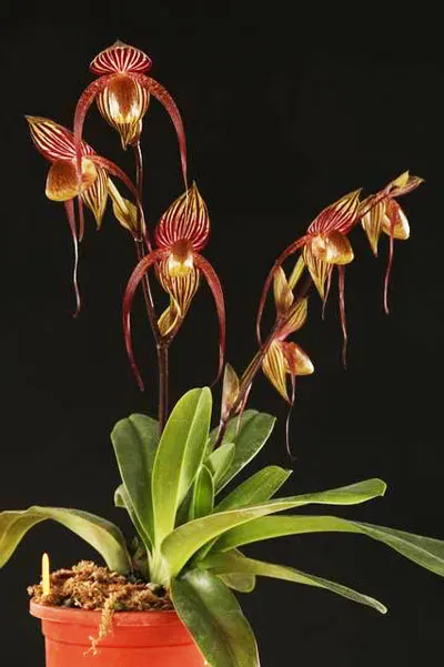 Paphiopedilum Lady Isabel x Mar New