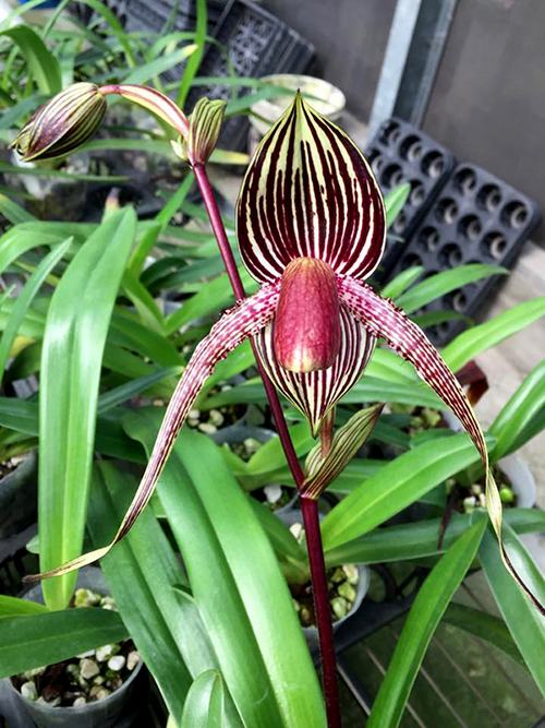 Paphiopedilum Mar New x rothschildianum