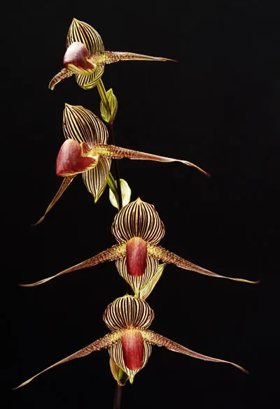 Paphiopedilum rothschildianum 'OZ 266' x 'Jungle Collected'