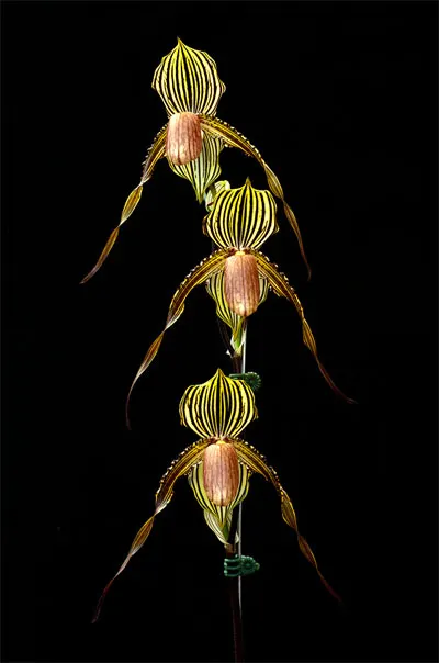 Paphiopedilum Susan Booth x Lady Isabel