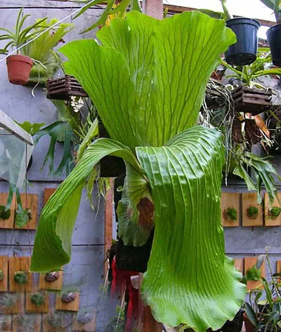 Platycerium elephantotis