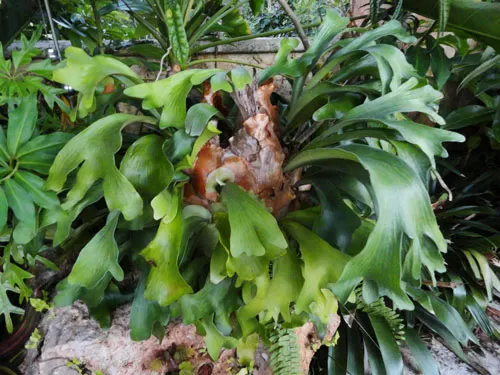 Platycerium hillii