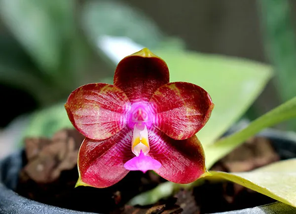 Phalaenopsis Zheng Min Tyrannosaurus x Ld's Bear Queen