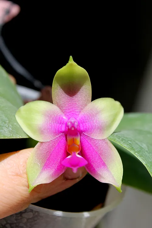 Phalaenopsis KS Happy Eagle #3 x bellina blue