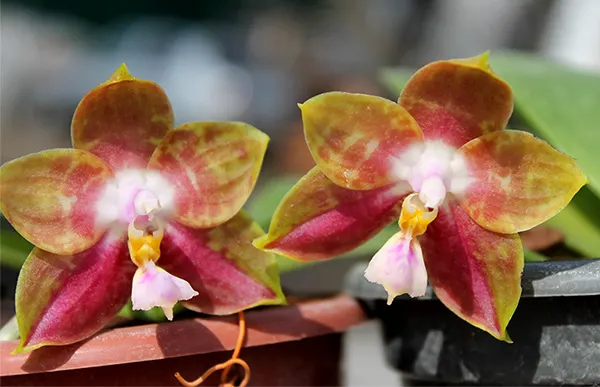 Phalaenopsis Yaphon Red Jewel x Ld's Bear King