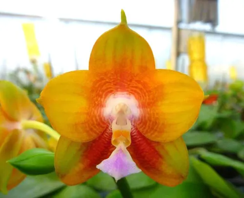 Phalaenopsis Ld's Bear King 'Yellow King' x Dragon Tree Eagle