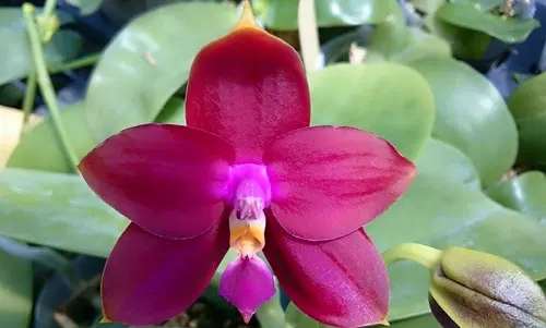 Phalaenopsis Ld's Bear King 'Red King' x Su-An Super Star