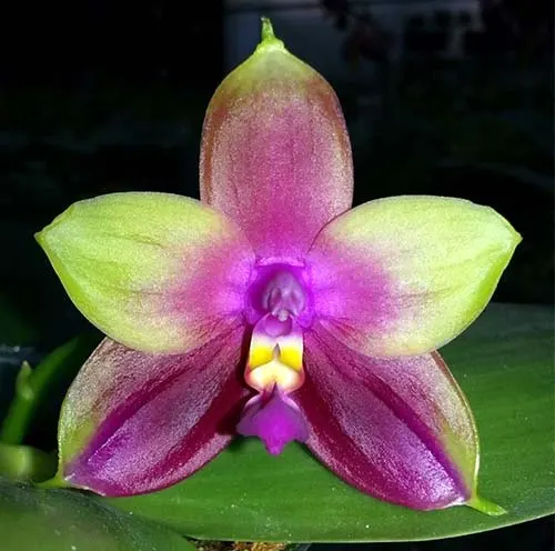 Phalaenopsis (Nobby's Green Eagle x DTE) x (violacea x Su-An Super Star)