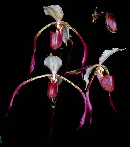 Paphiopedilum Mercatelii (stonei x lowii)