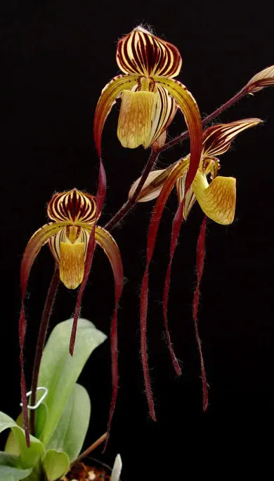 Paphiopedilum stonei x anitum