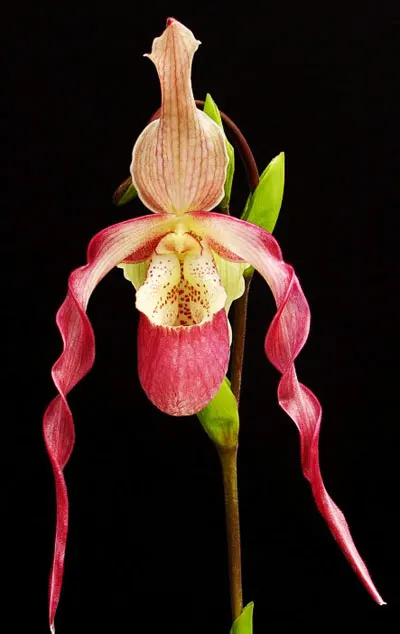 Phragmipedium caudatum x fischeri