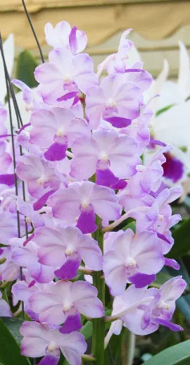 Vanda Janice Allison