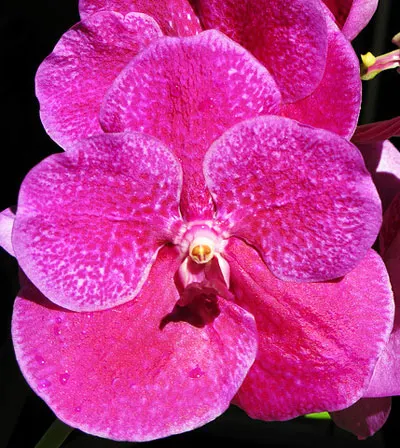 Vanda Pure Wax Pink Wimol
