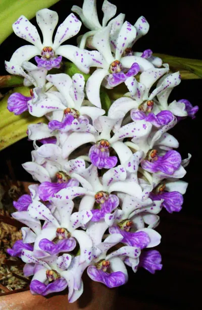 Rhynchostylis gigantea Blue