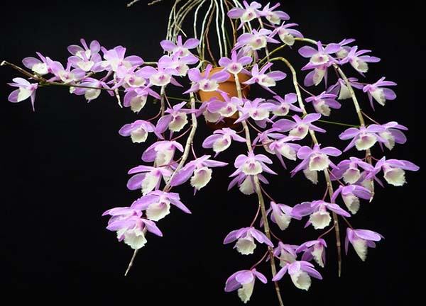 Dendrobium pierardii x loddigesii