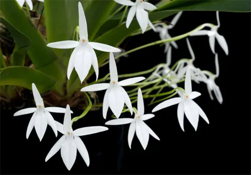 Jumellea arachnantha