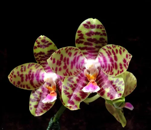 Phalaenopsis Princess Spot x Misty Green