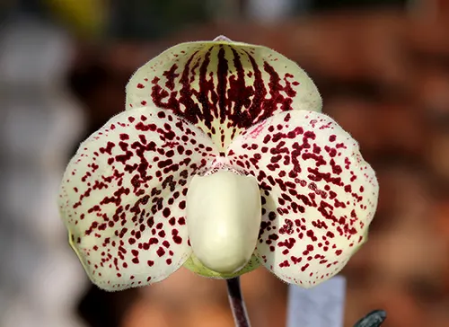 Paphiopedilum leucochilum 'Account Honey'