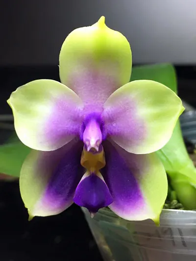 Phalaenopsis bellina coerulea x sib