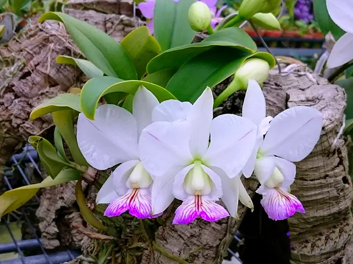 Cattleya nobilior semi-alba