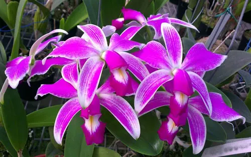 Cattleya violacea 'Icabaru' x 'Lea'