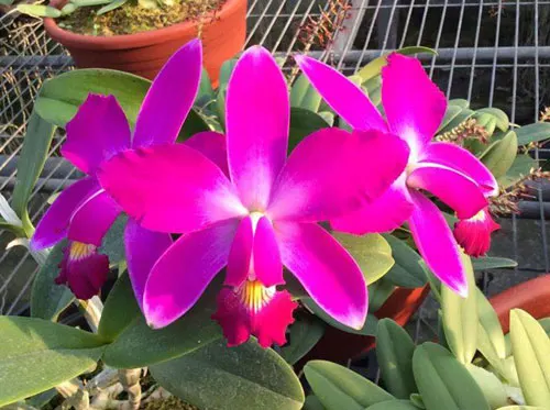 Cattleya violacea 'Lea' x 'Por De Sol'