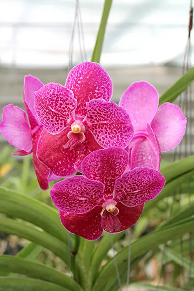 Vanda Chulee Delight
