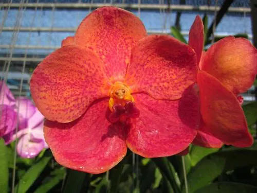 Vanda Jiraprapa x Suksamran Spot