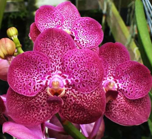 Vanda Kulwadee Fragrance x Dr Anek